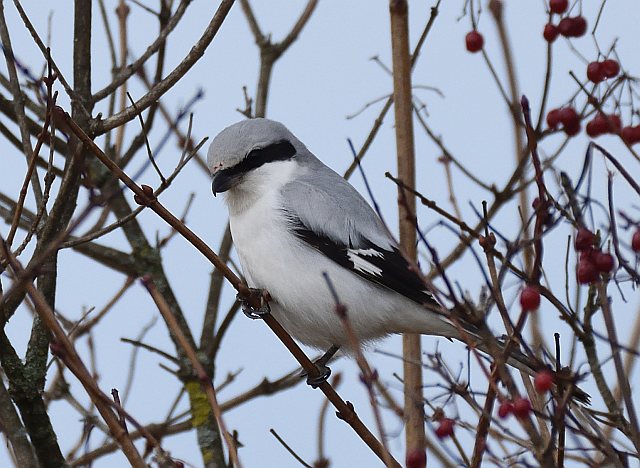 Raubwürger &copy; Peter Ginzinger