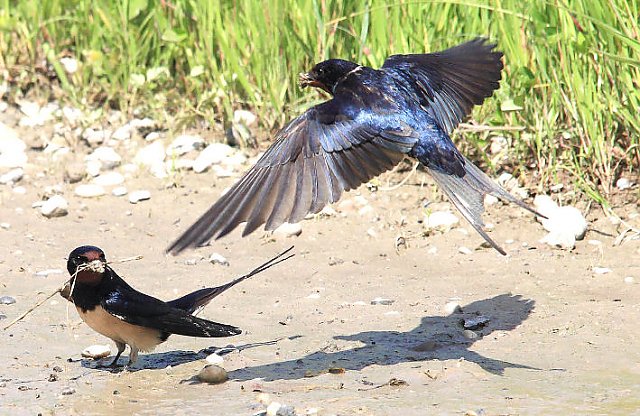Rauchschwalbe &copy; Dieter Naundorf