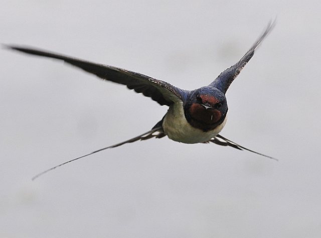 Rauchschwalbe &copy; Norbert Estner