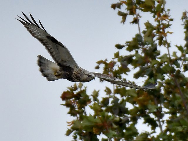 Raufußbussard © Norbert Estner