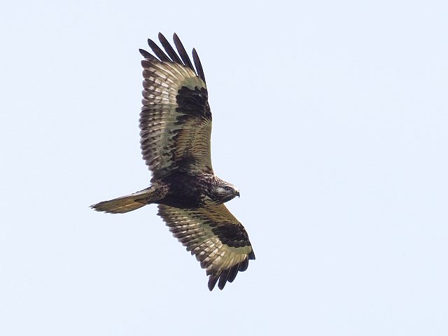 Raufußbussard © Franz Fischer