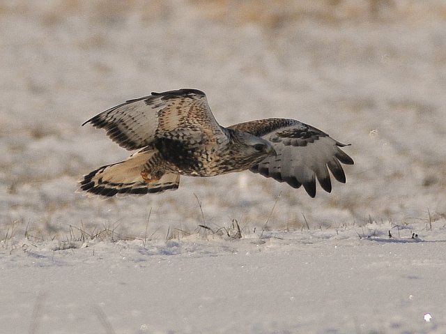 Raufußbussard &copy; Norbert Estner