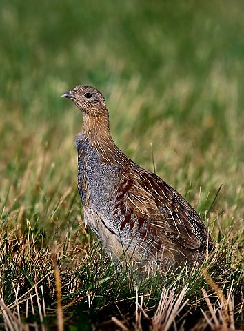 Rebhuhn &copy; Carl-Peter Herbolzheimer