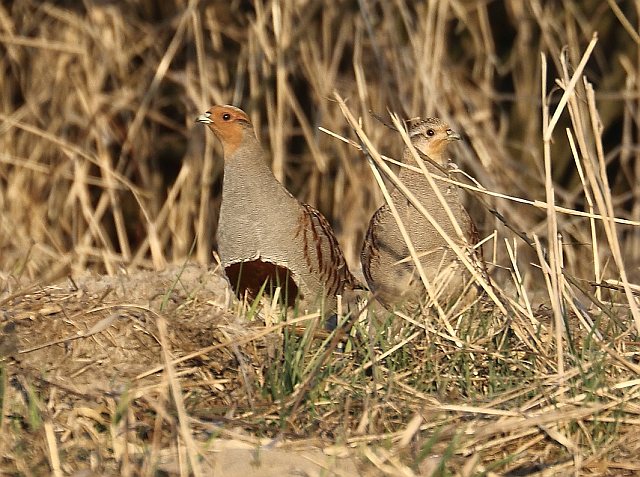 Rebhuhn &copy; Carl-Peter Herbolzheimer