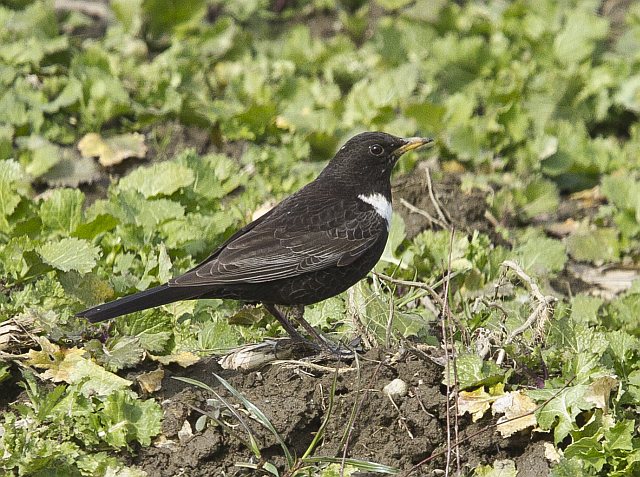 Ringdrossel &copy; Jörg Langenberg