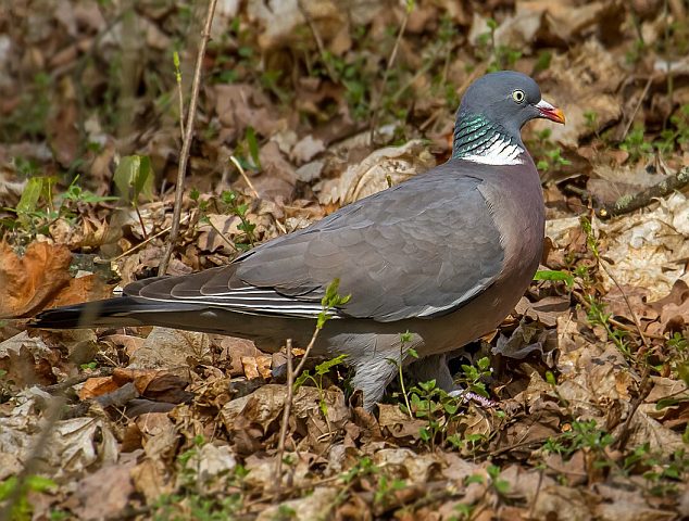 Ringeltaube &copy; Carl-Peter Herbolzheimer