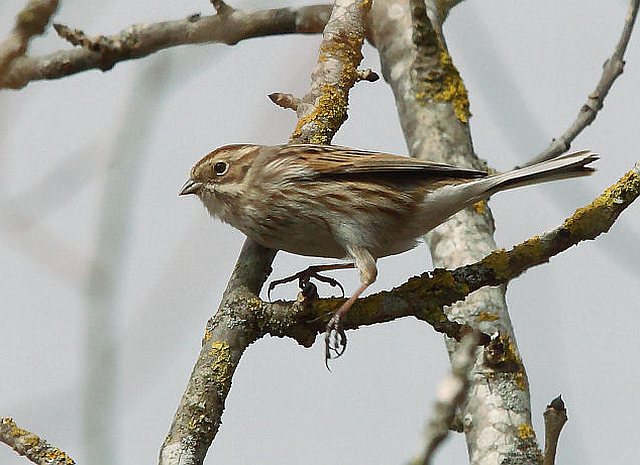Rohrammer &copy; H.-Dieter Naundorf