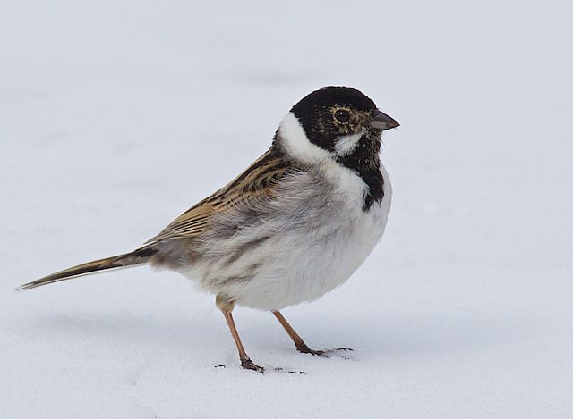 Rohrammer &copy; Horst Beer