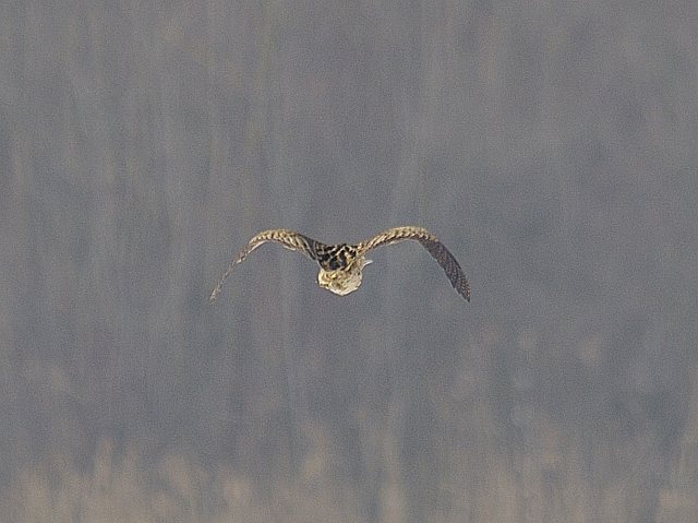 Rohrdommel &copy; Friedrich Renner