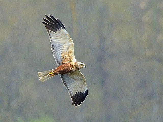 Rohrweihe &copy; Friedrich Renner