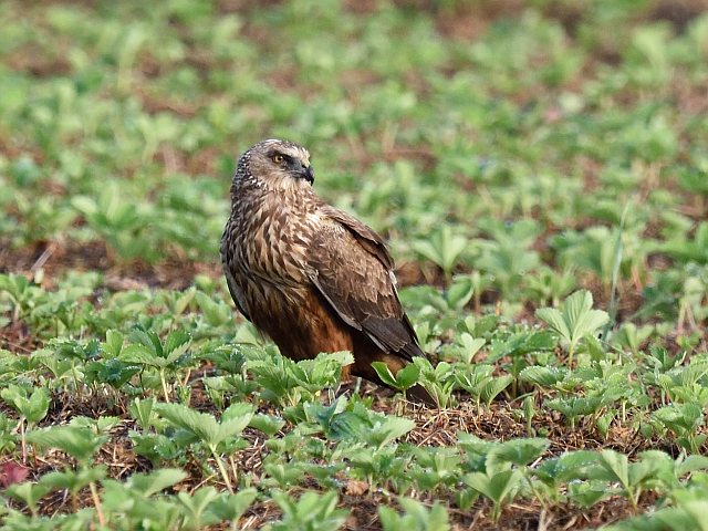 Rohrweihe &copy; Jörg Langenberg