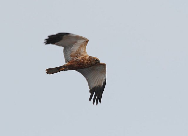 Rohrweihe &copy; Michael Manitz