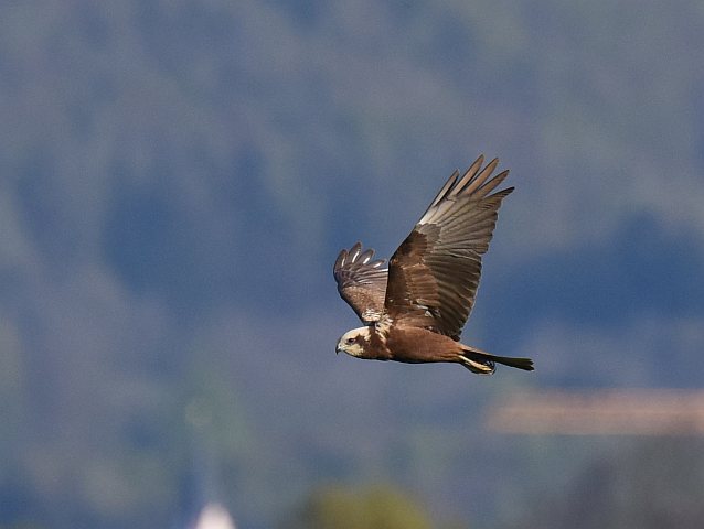 Rohrweihe &copy; Jörg Langenberg