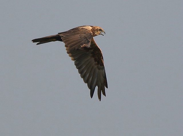 Rohrweihe &copy; Carl-Peter Herbolzheimer