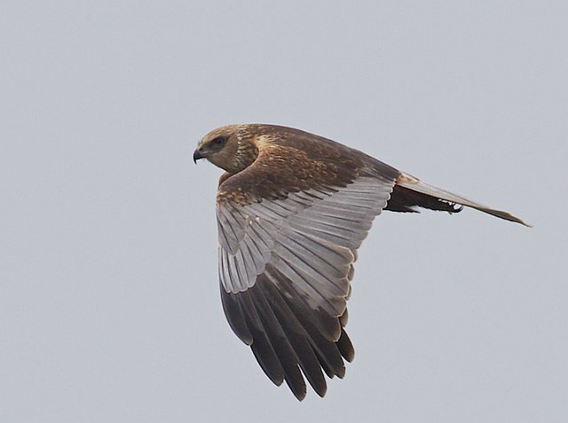 Rohrweihe &copy; Horst Beer