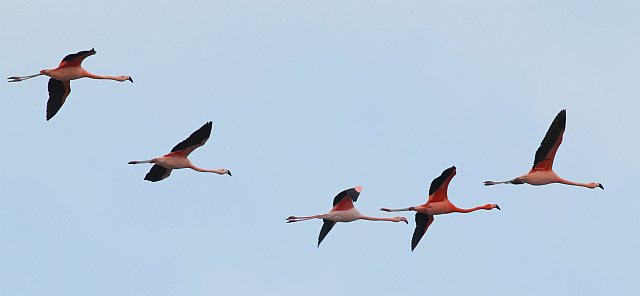 Rosaflamingo &copy; Michael Manitz