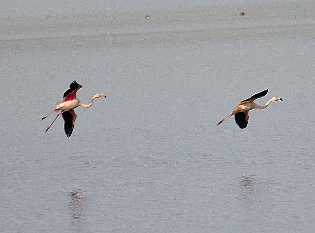 Rosaflamingo &copy; Friedrich Renner