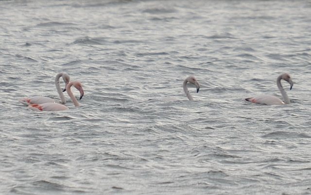 Rosaflamingo &copy; Peter Krause