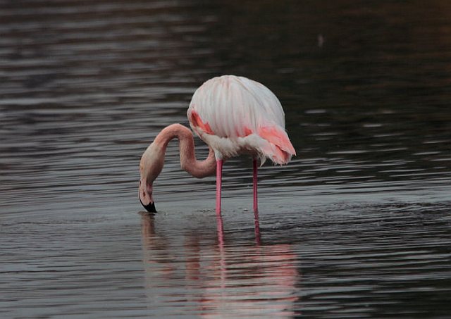 Rosaflamingo &copy; H.-Dieter Naundorf