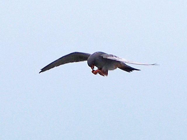 Rotfußfalke &copy; Franz Fischer