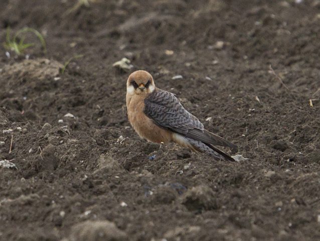 Rotfußfalke &copy; Jörg Langenberg