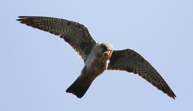 Rotfußfalke &copy; Norbert Frenz