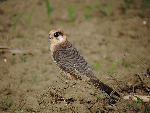 Rotfußfalke © Franz Kretschmar