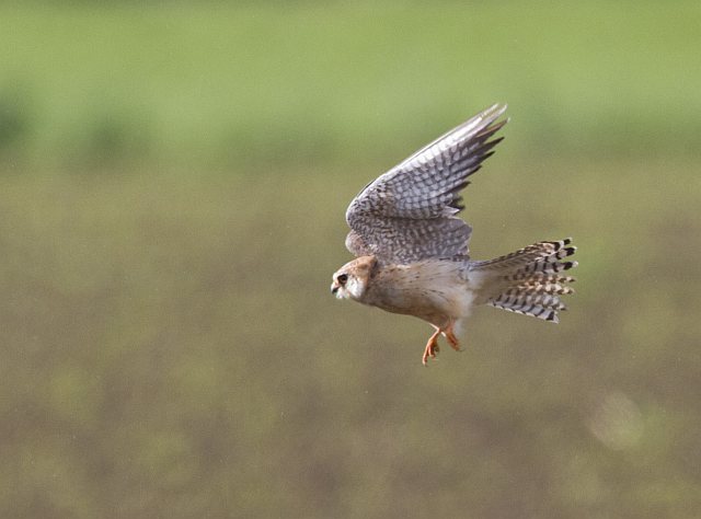 Rotfußfalke &copy; Jörg Langenberg