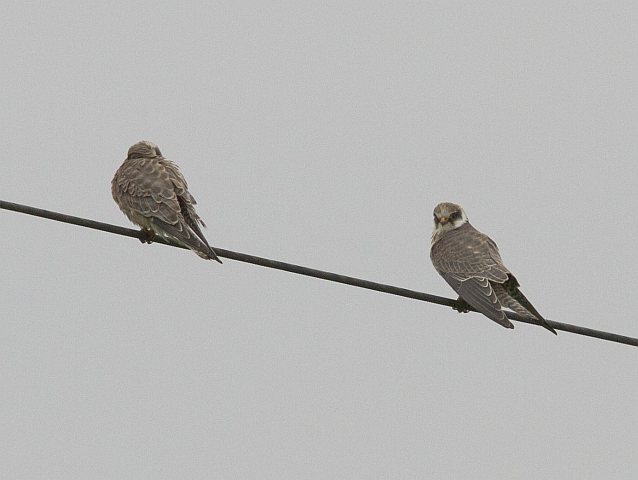 Rotfußfalke &copy; Jörg Langenberg