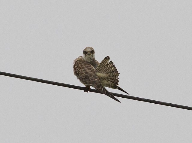 Rotfußfalke &copy; Jörg Langenberg