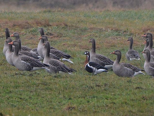 Rothalsgans &copy; Peter Zach