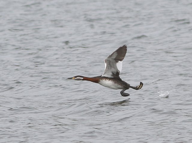 Rothalstaucher &copy; Kirsten Krätzel