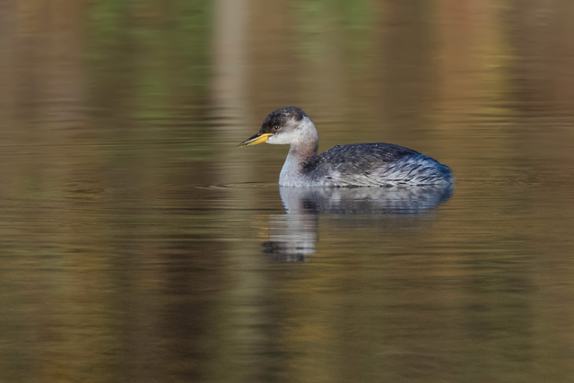 Rothalstaucher &copy; Gunther Zieger