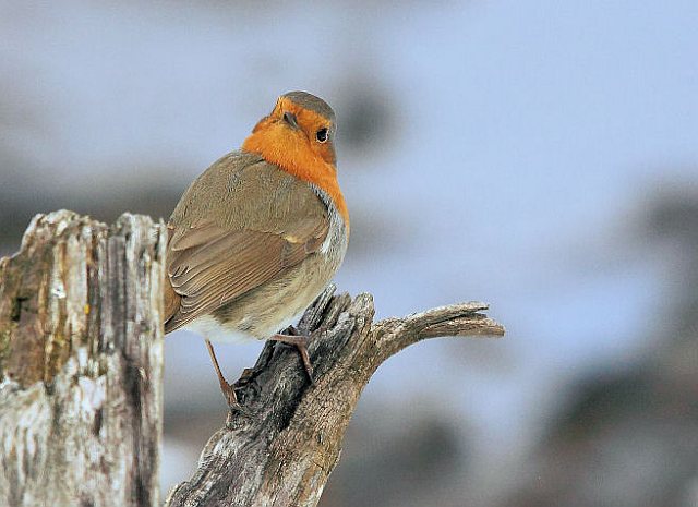 Rotkehlchen &copy; H.-Dieter Naundorf