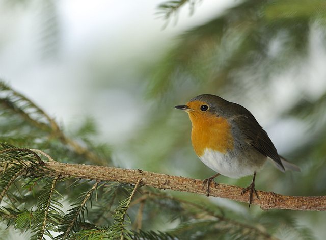 Rotkehlchen &copy; Otmar Forster