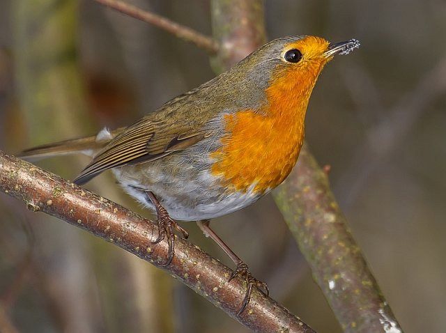 Rotkehlchen &copy; Carl-Peter Herbolzheimer