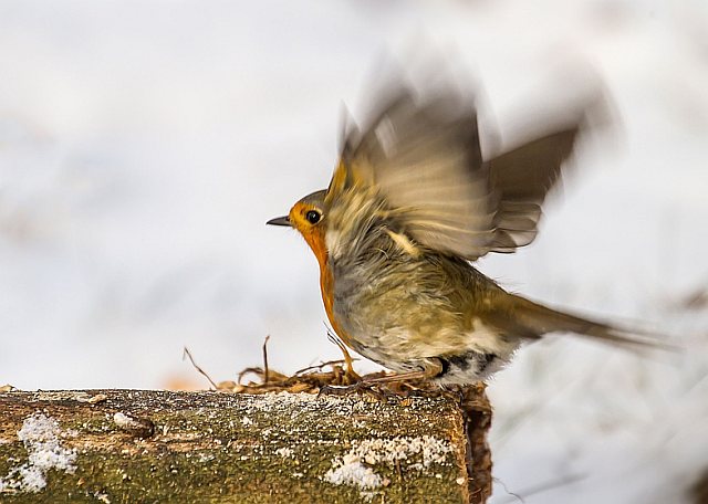 Rotkehlchen &copy; Carl-Peter Herbolzheimer