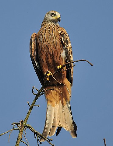 Rotmilan &copy; Norbert Estner