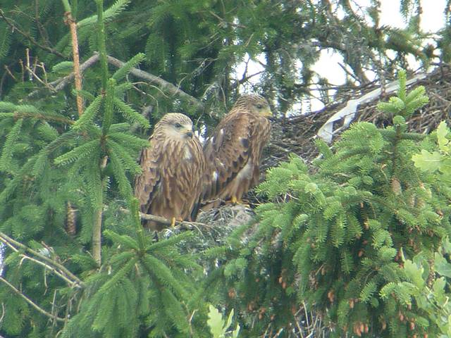 Rotmilan &copy; Knut Höltke