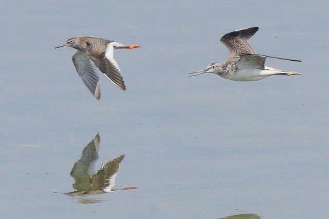 Rotschenkel &copy; Robert Gerigk 