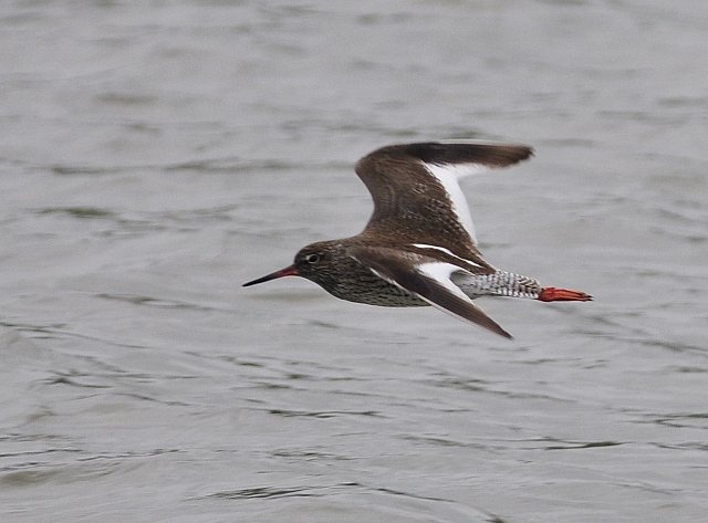 Rotschenkel &copy; Norbert Estner