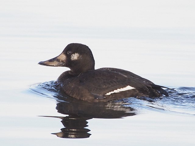 Samtente &copy; Franz Fischer