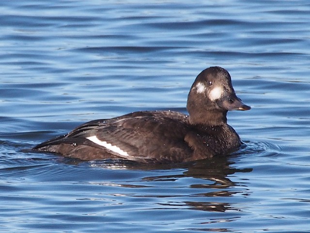 Samtente &copy; Franz Fischer