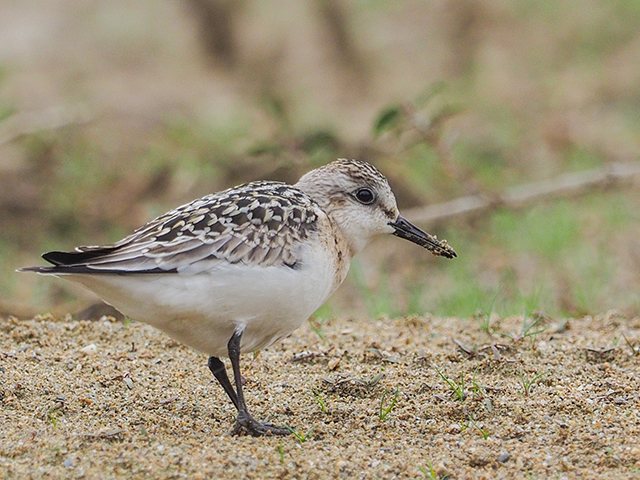 Sanderling &copy; Franz Fischer
