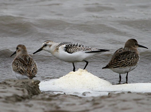 Sanderling &copy; Ralf Bayer