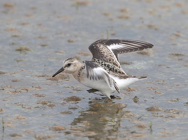 Sanderling © Günter & Herbert Bachmeier