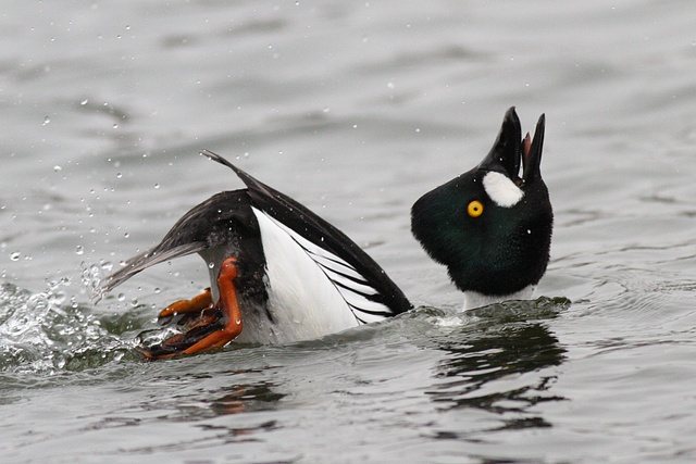 Schellente &copy; Robert Gerigk 