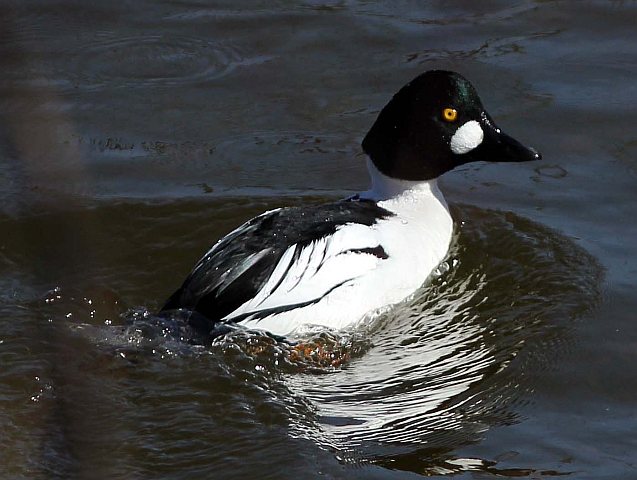 Schellente &copy; Klaus Kirchmayer