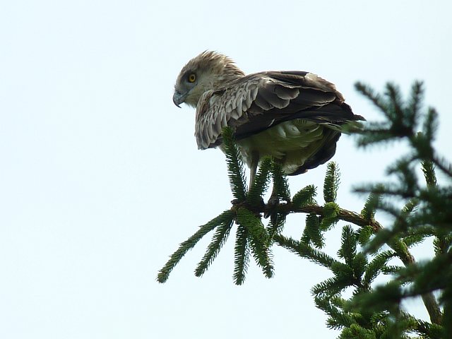 Schlangenadler &copy; Knut Höltke