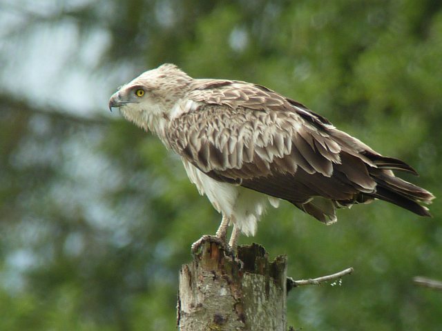 Schlangenadler &copy; Knut Höltke